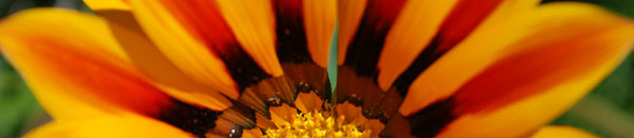 Bob Pileggi & Empowering Presence Rotating Header Image
